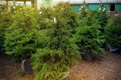 Xmas Trees