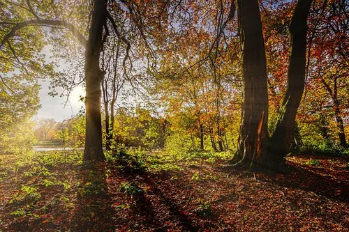 Trees