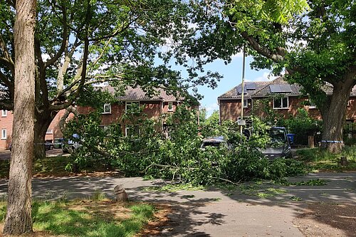 The collapsed branch on the Avenues, in University Ward. 