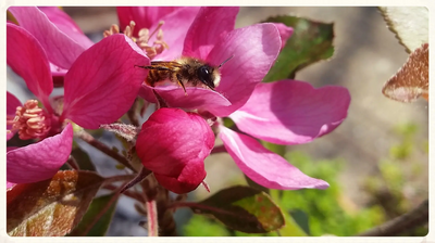 Image courtesy of Emma Griffiths and Caroline Gooch Photograph of bees