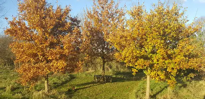Image courtesy of Keith Melton Trees