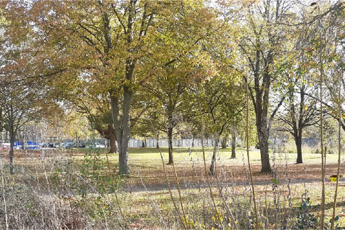 Civic quarter trees