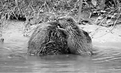 Image courtesy of GreenLibDems.org.uk Beaver Kits Born in Devon, July 2014. A sight not seen in England for Centuries