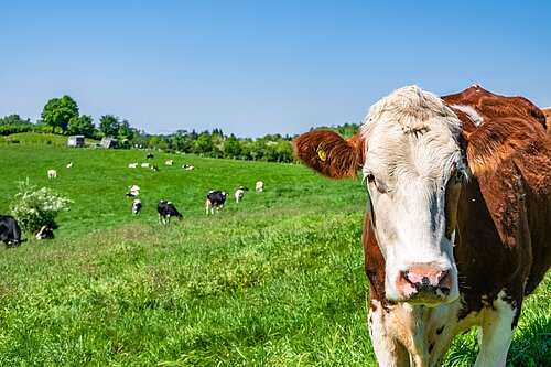 A heard of cows in a grassy field.