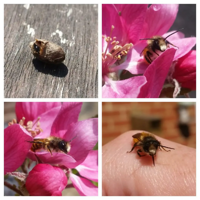 Image courtesy of Emma Griffiths and Caroline Gooch Photograph of bees 2