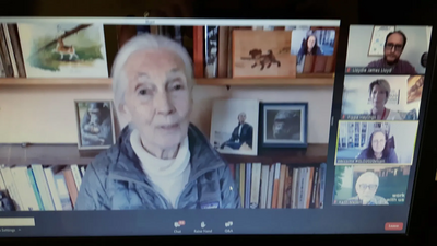 Image courtesy of Brian Mathew Jane Goodall talking at Green Lib Dems virtual conference June 2020