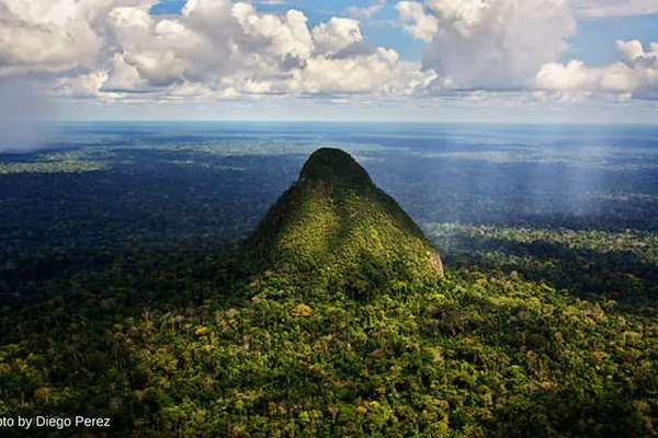 Image courtesy of www.rainforesttrust.org El Divisor