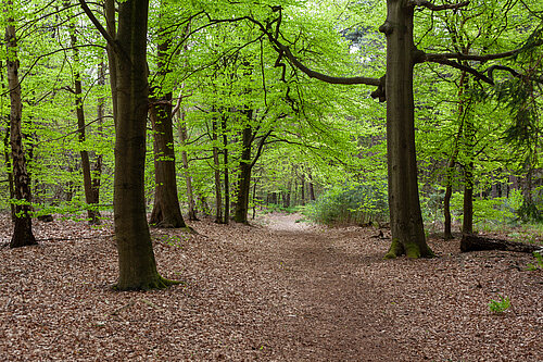 A Pathway leading into a forest.