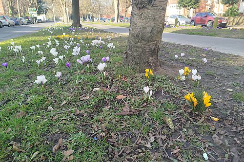Verge flowers outside Folkestone & Hythe Civic Centre