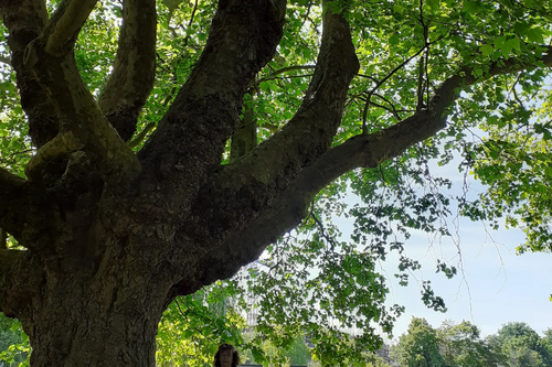 Tree civic quarter