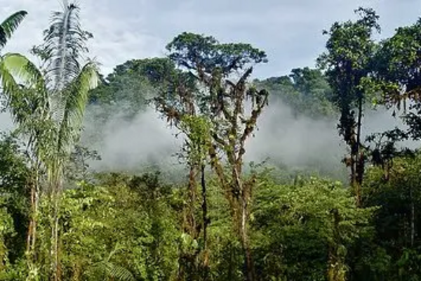 Image courtesy of www.rainforesttrust.org rainforests 2