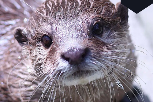 Otter