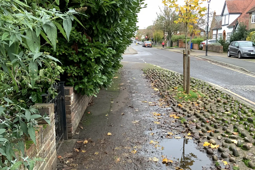 Windsor Eton Castle Vansittart Road Overgrown hedge